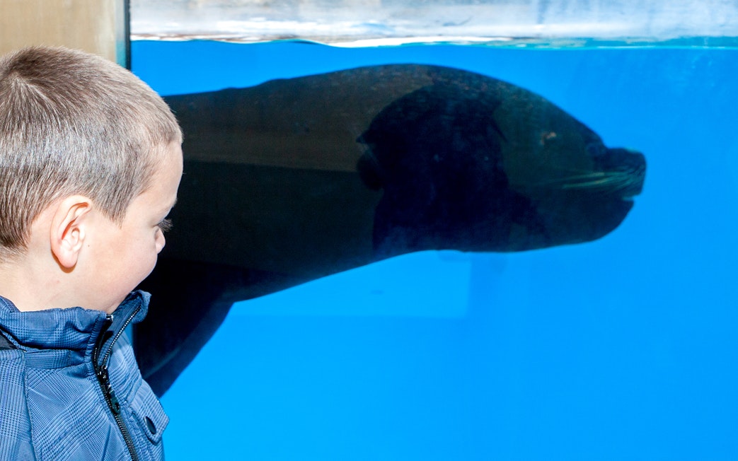 Child observing a sea lion through the glass at Sea Life Aquarium.