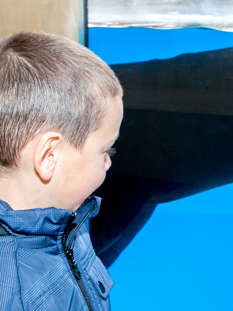 Child observing a sea lion through the glass at Sea Life Aquarium.