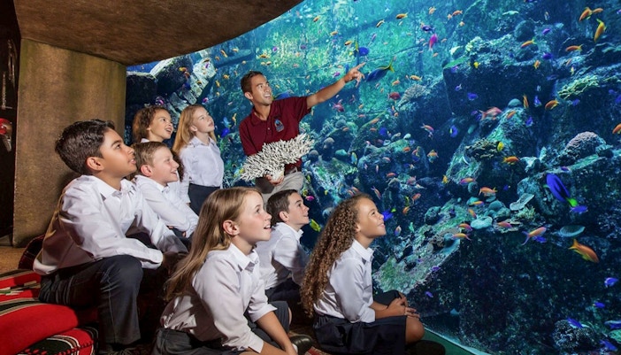 Aquaventure and The Lost Chambers Aquarium Combo Tickets, showcasing vibrant marine life in Dubai's Atlantis Fish Tales Tour