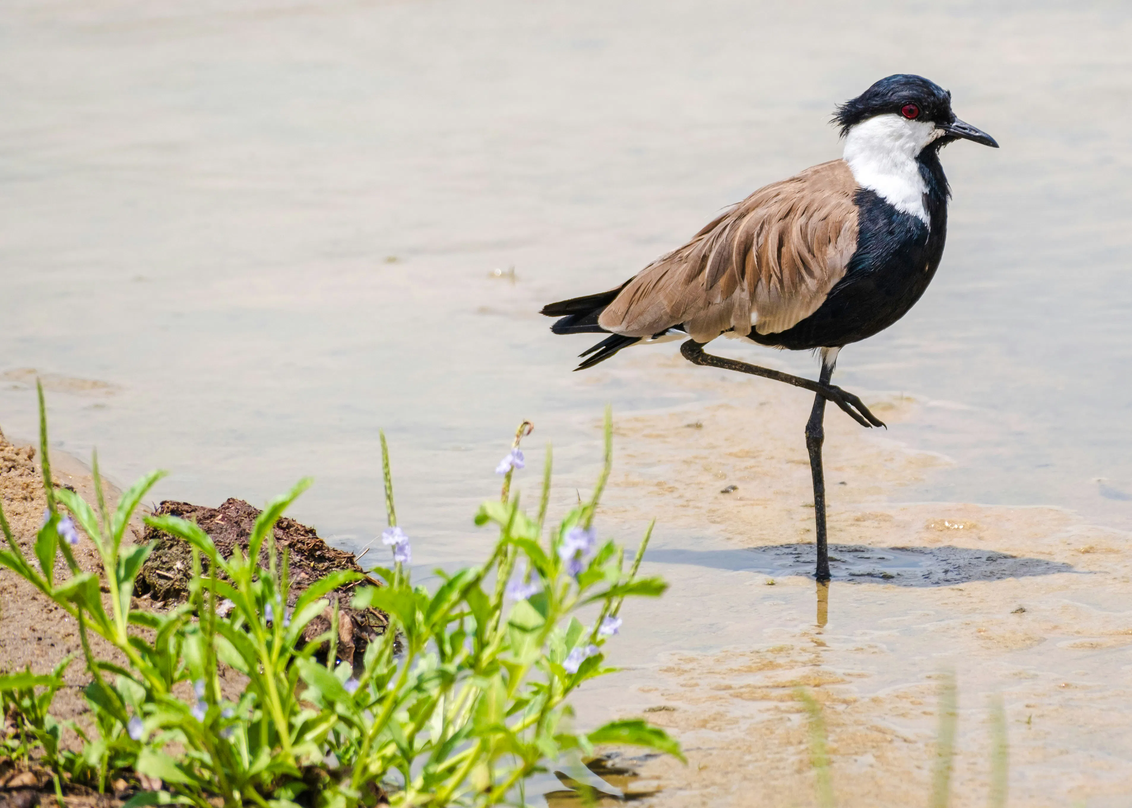 Bird standing in shallow water at Nyerere National Park during Zanzibar safari.