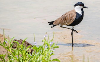 Bird standing in shallow water at Nyerere National Park during Zanzibar safari.