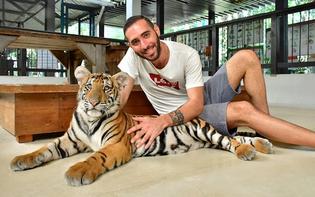 Non-Thai tourist sitting with a tiger at Tiger Park Pattaya.