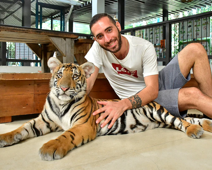 Tiger Park Tickets with Tiger Interactions: Non-Thai Residents