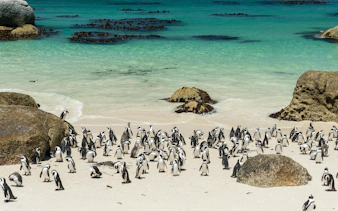 Penguins on sandy Boulders Beach, South Africa, near turquoise ocean.