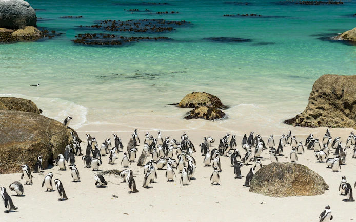 Penguins on sandy Boulders Beach, South Africa, near turquoise ocean.