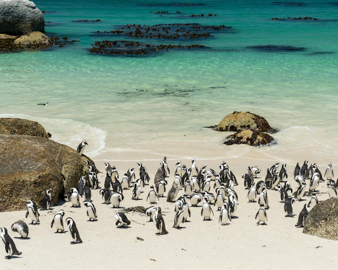 Robben Island, Boulders Beach Penguin Colony & Cape of Good Hope Full-Day Private Tour