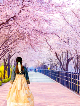 Woman in traditional dress walking under cherry blossoms in a park during Cherry Blossom Tour.