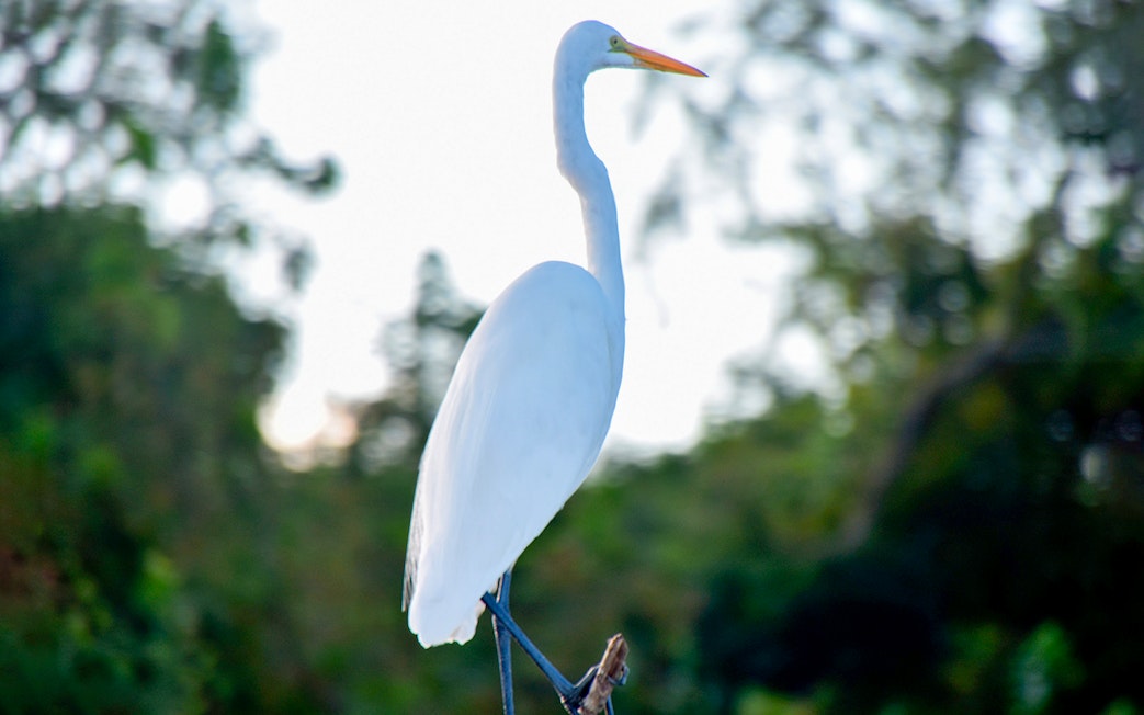 Great Egret perched in a swamp during Large Airboat Swamp Tour.