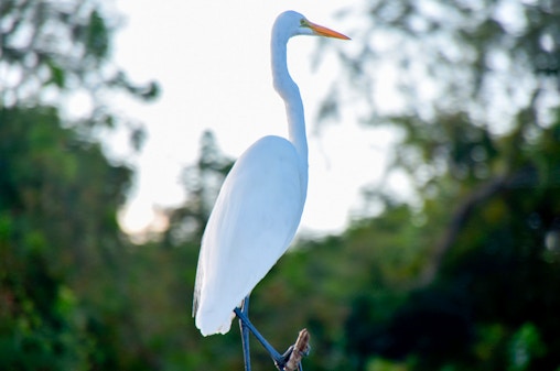 New Orleans: tour delle paludi in idroscivolante di grandi dimensioni