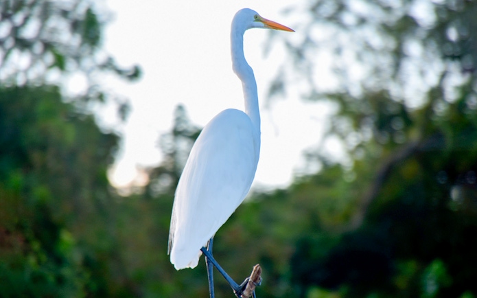 Great Egret perched in a swamp during Large Airboat Swamp Tour.