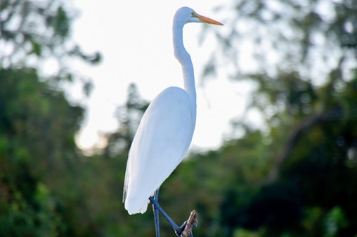 New Orleans: tour delle paludi in idroscivolante di grandi dimensioni