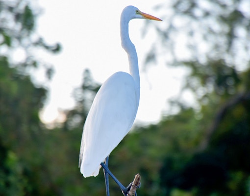 Great Egret perched in a swamp during Large Airboat Swamp Tour.