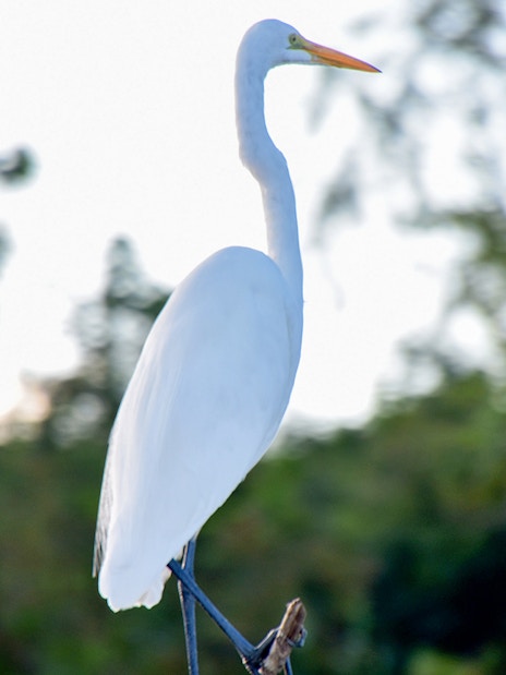 Great Egret perched in a swamp during Large Airboat Swamp Tour.