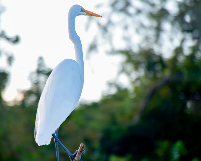 New Orleans: Large Airboat Swamp Tour
