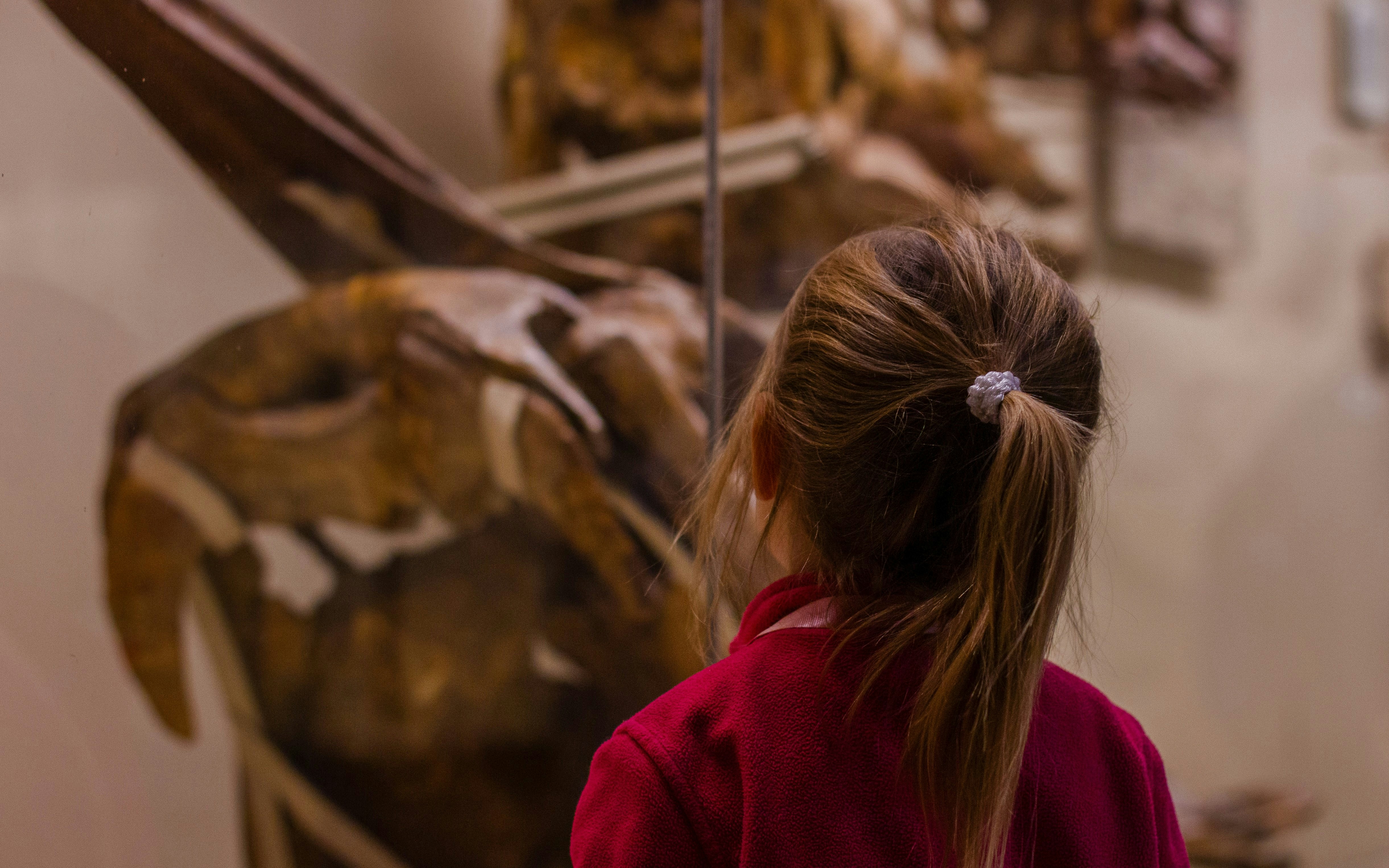 Child observing dinosaur exhibit at Oltremare Park.