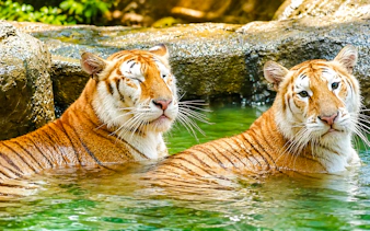 chiang mai gece safarisi: safari tramvayı ve jaguar yolu, otelden gidiş-dönüş özel otel transferleri dahil-1