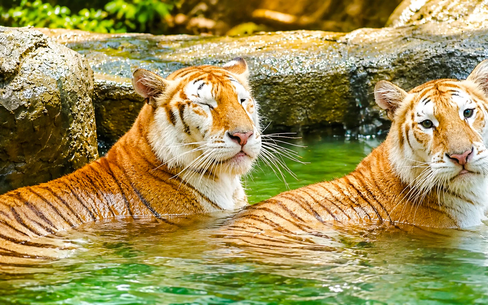 Chiang Mai Night Safari: Safari Tram and Jaguar Trail with Private Round-Trip Hotel Transfers (Product 53624)