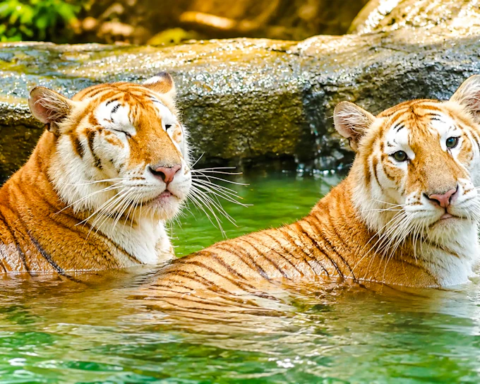 Chiang Mai Night Safari: Safari Tram and Jaguar Trail with Private Round-Trip Hotel Transfers (Product 53624)