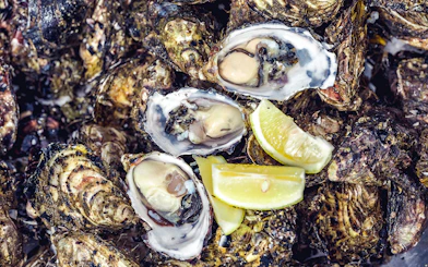 Oysters with lemon slices on a Tasmanian Seafood Seduction tour.