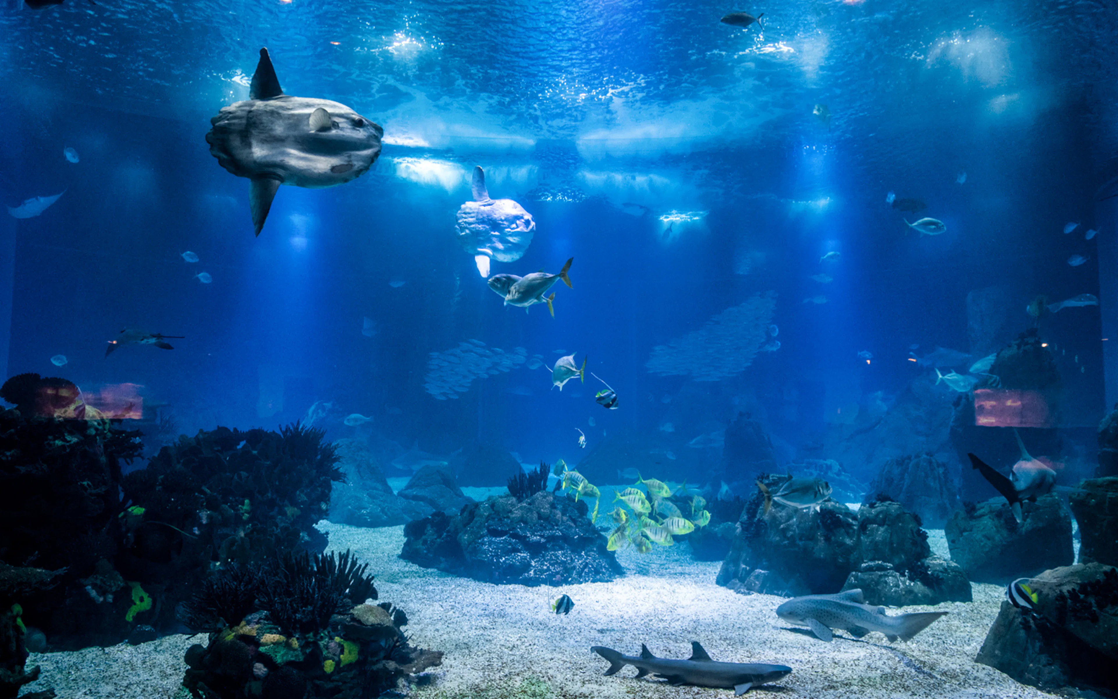 Lisbon Oceanário marine life with diverse fish and underwater scenery.
