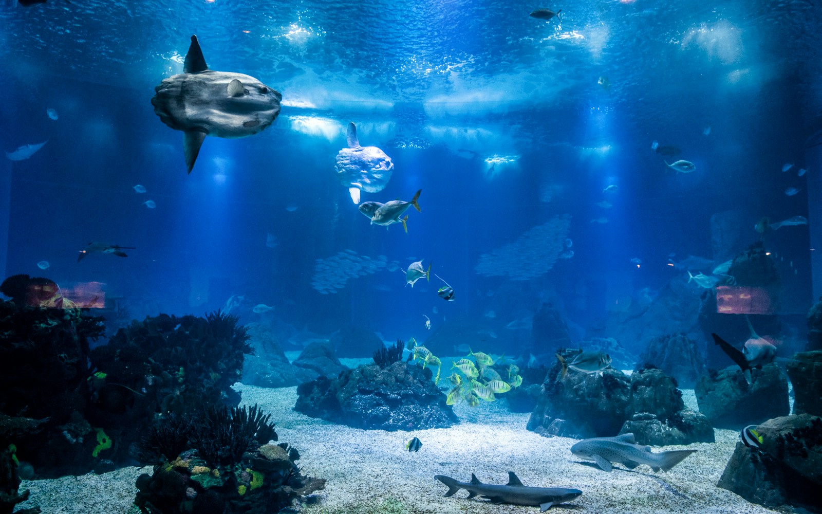 Lisbon Oceanário marine life with diverse fish and underwater scenery.