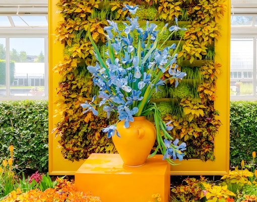 Blue irises in a yellow vase at Van Gogh’s Flowers exhibit, New York Botanical Garden.