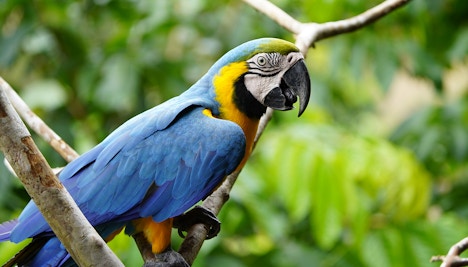 Blue-and-Yellow Macaw