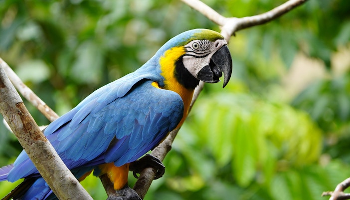 Blue-and-Yellow Macaw