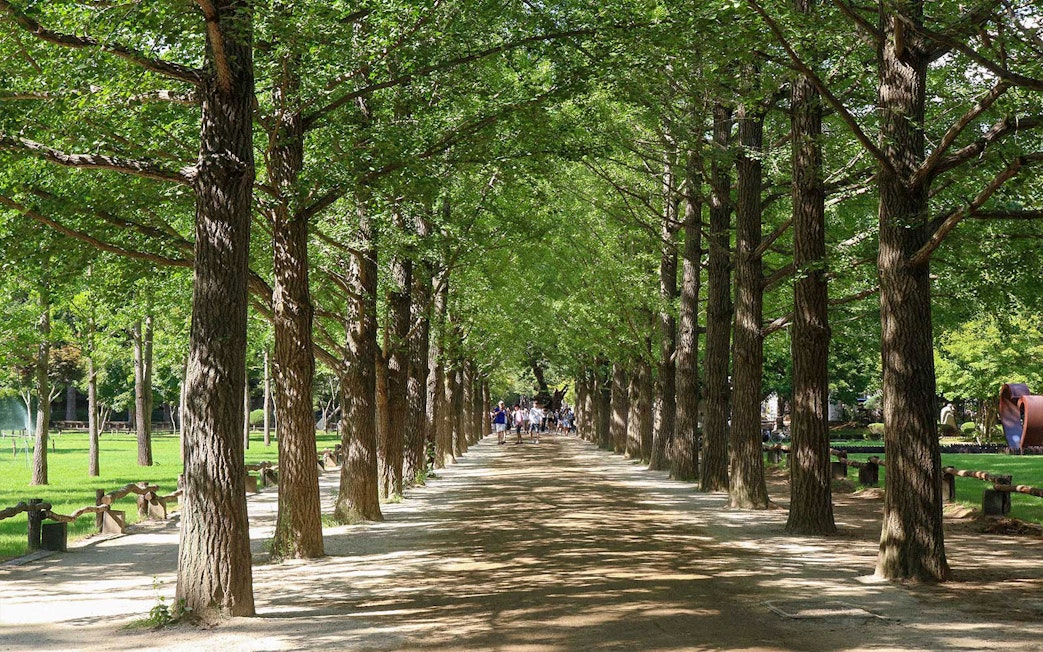Tree-lined path in Nami Island, South Korea, part of the Best of Korea tour.