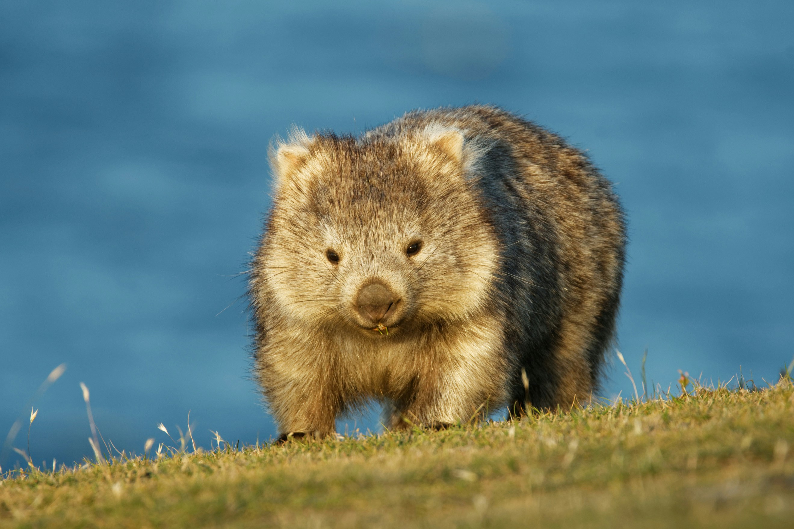 Common Wombat