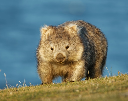 Wombat