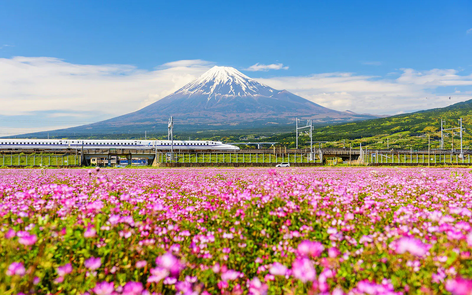 Shinkansen and car passing by Mt. Fuji with pink flowers in foreground, Japan.