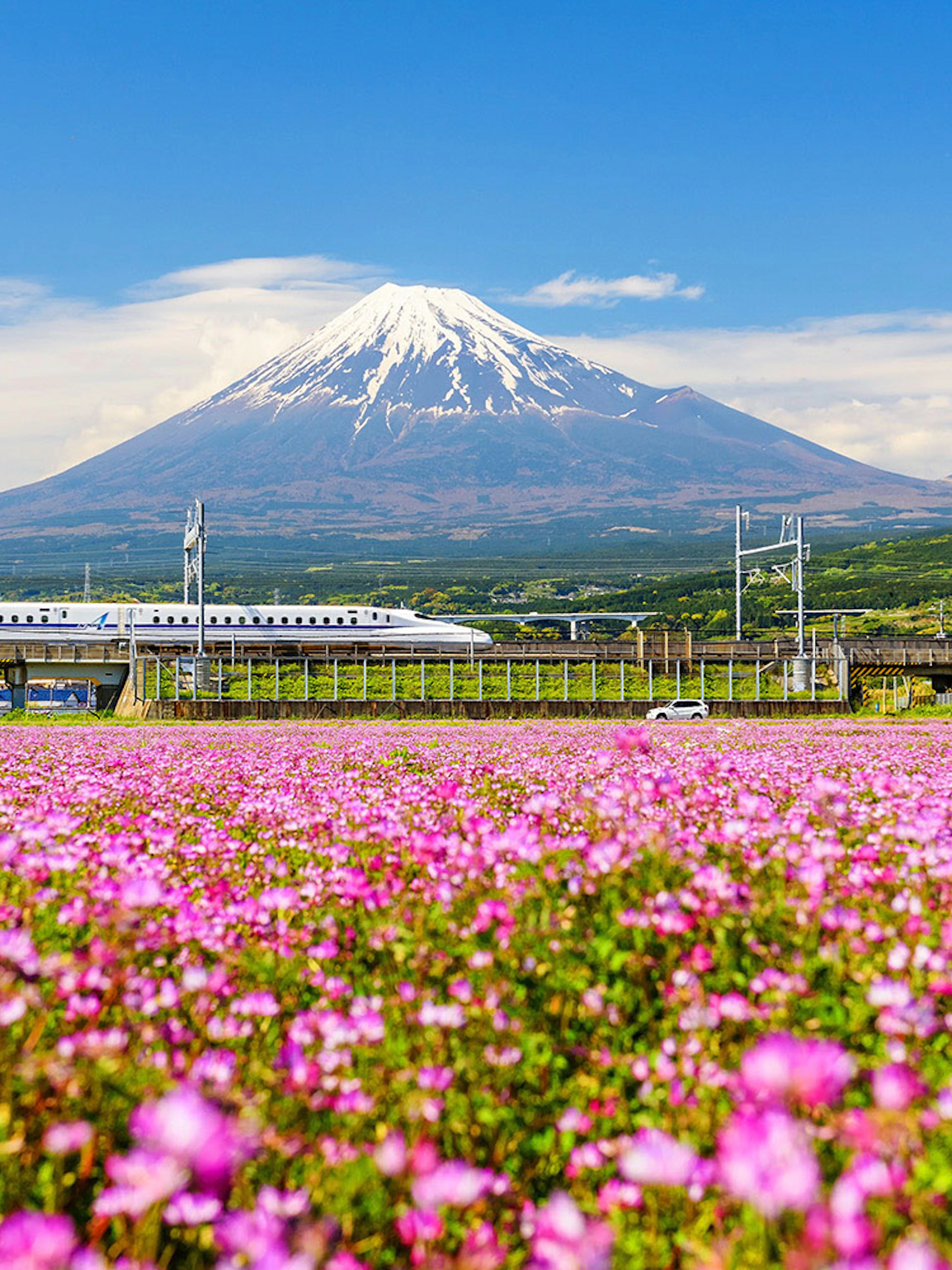 Shinkansen and car passing by Mt. Fuji with pink flowers in foreground, Japan.
