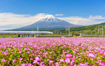 Shinkansen and car passing by Mt. Fuji with pink flowers in foreground, Japan.