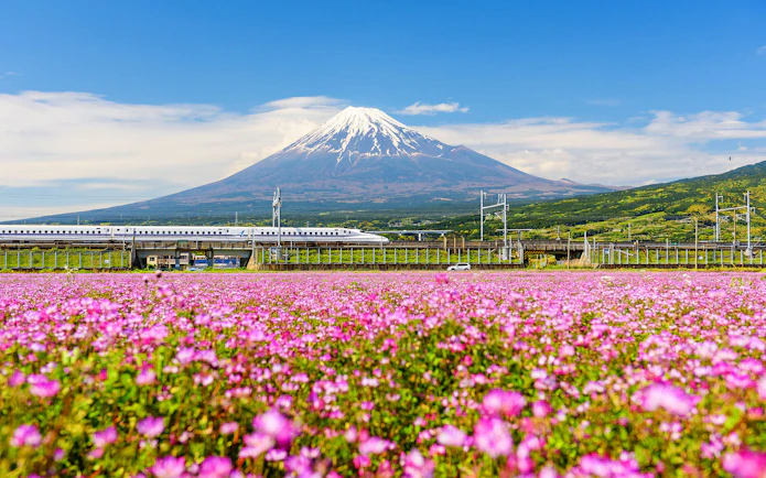 Shinkansen and car passing by Mt. Fuji with pink flowers in foreground, Japan.