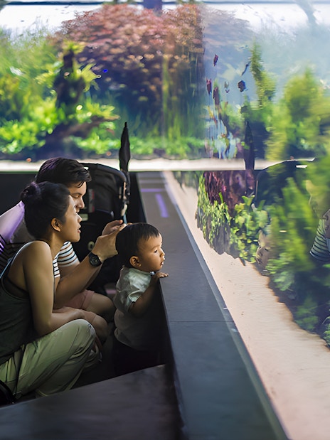 Family observing underwater forest exhibit at Lisbon Oceanarium.