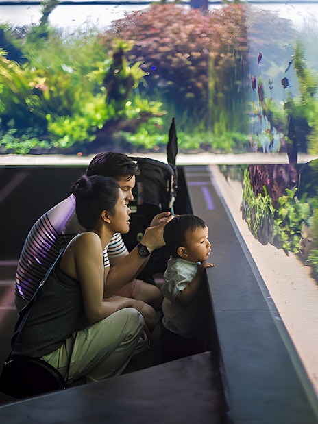 Family observing underwater forest exhibit at Lisbon Oceanarium.