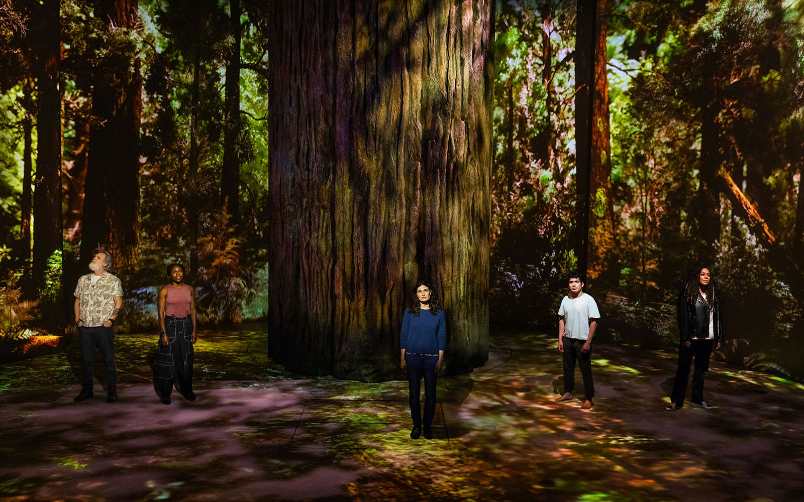People standing around a large redwood tree in a forest setting.