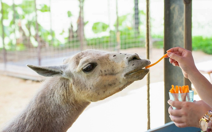 Feeding a llama a carrot stick at Okinawa Neo Park.