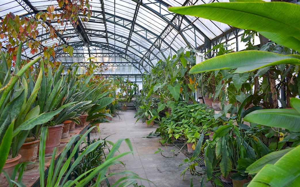 Greenhouse with tropical plants at Orto Botanico di Palermo, Italy.