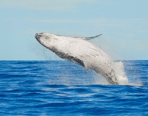 Humpback whale breaching in the ocean near Tenerife.