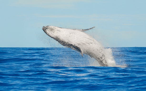Humpback whale breaching in the ocean near Tenerife.