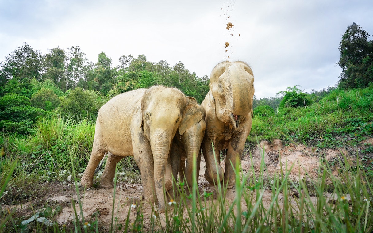 Elephants playing in mud at Elephant Jungle Sanctuary, Chiang Mai.