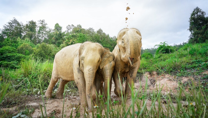 Elephants playing in mud at Elephant Jungle Sanctuary, Chiang Mai.