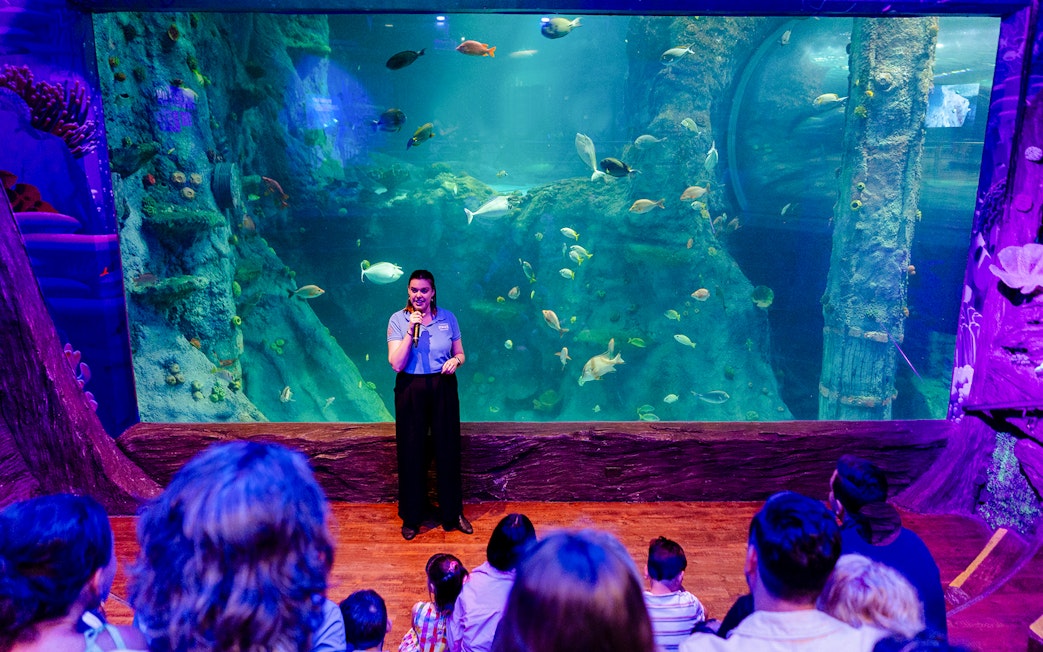 Guide giving a talk at SEA LIFE Melbourne's Night on the Reef exhibit.