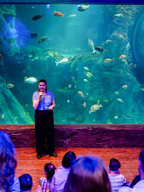 Guide giving a talk at SEA LIFE Melbourne's Night on the Reef exhibit.