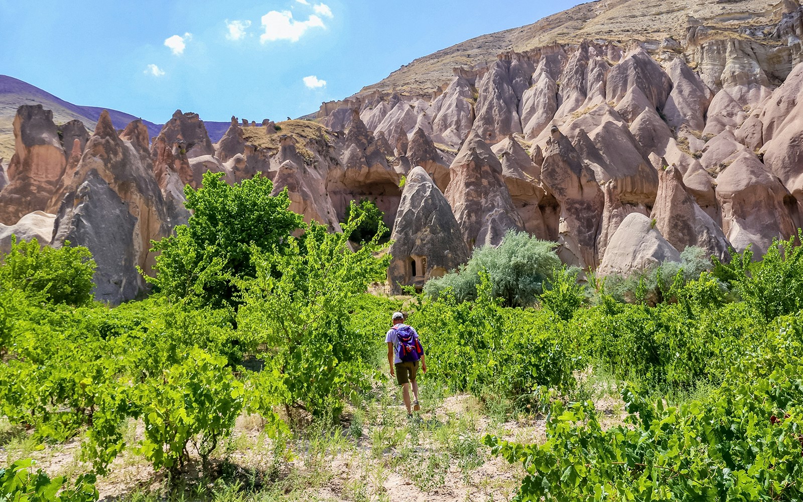 Traveler walking through vineyard with Cappadocia rock formations in the background.