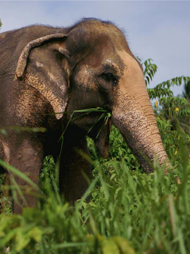 Elephant grazing at Samui Elephant Home in Koh Samui, Thailand.