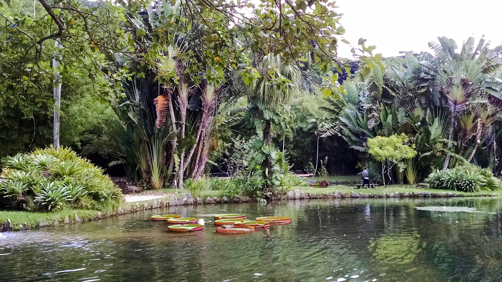 Botanical Garden pond with large lily pads and lush greenery, Tijuca Forest, Rio de Janeiro.