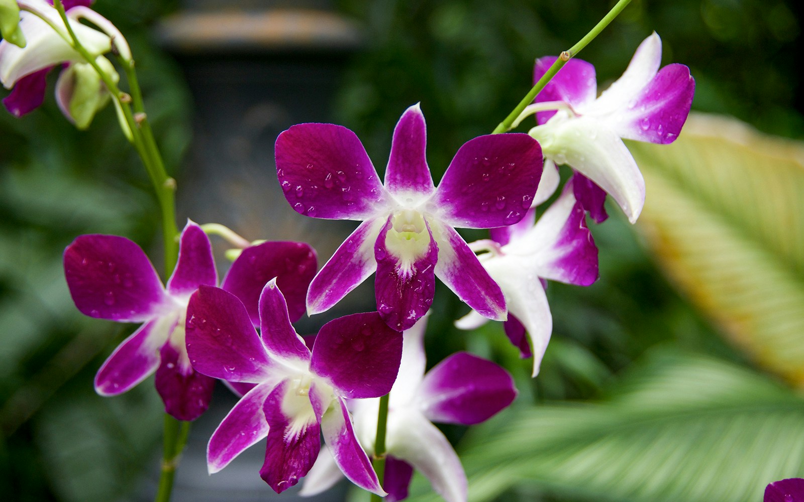 Photo of Queen Victoria's Dendrobium seen at Singapore botanical gardens 2024